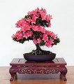 Azalea Bonsai